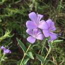 Image of Barleria meyeriana Nees