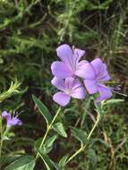 Imagem de Barleria meyeriana Nees