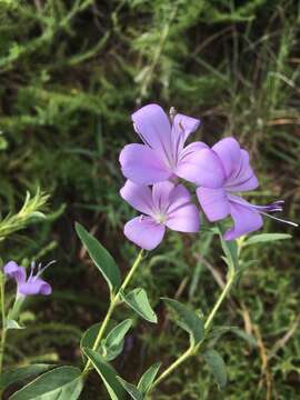 صورة Barleria meyeriana Nees