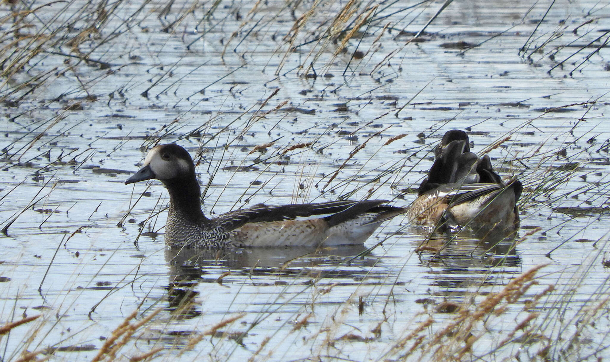 Image of Chiloe Wigeon