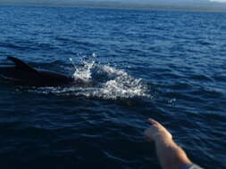 Image of false killer whale