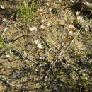 Plancia ëd Ornithogalum pilosum L. fil.