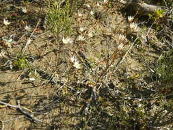 Imagem de Ornithogalum pilosum L. fil.