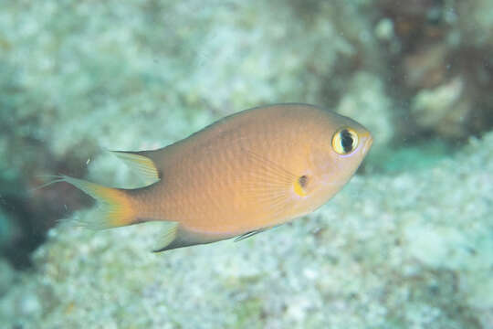 Image of Dark-fin chromis