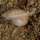 صورة Marginella fishhoekensis Massier 2004