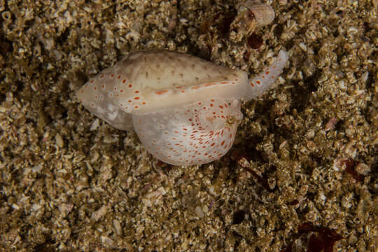 Marginella fishhoekensis Massier 2004的圖片