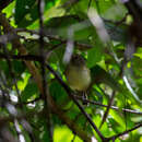 Image of Smoky-fronted Tody-Flycatcher