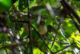 Image of Smoky-fronted Tody-Flycatcher