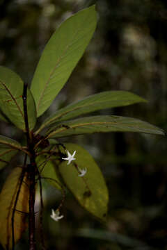 Image of Atractocarpus pterocarpon (Guillaumin) Puttock