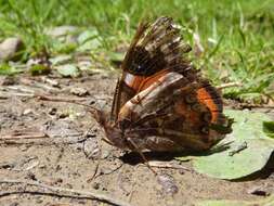 Image of Vanessa gonerilla gonerilla