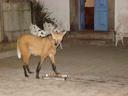 Image of Maned Wolves