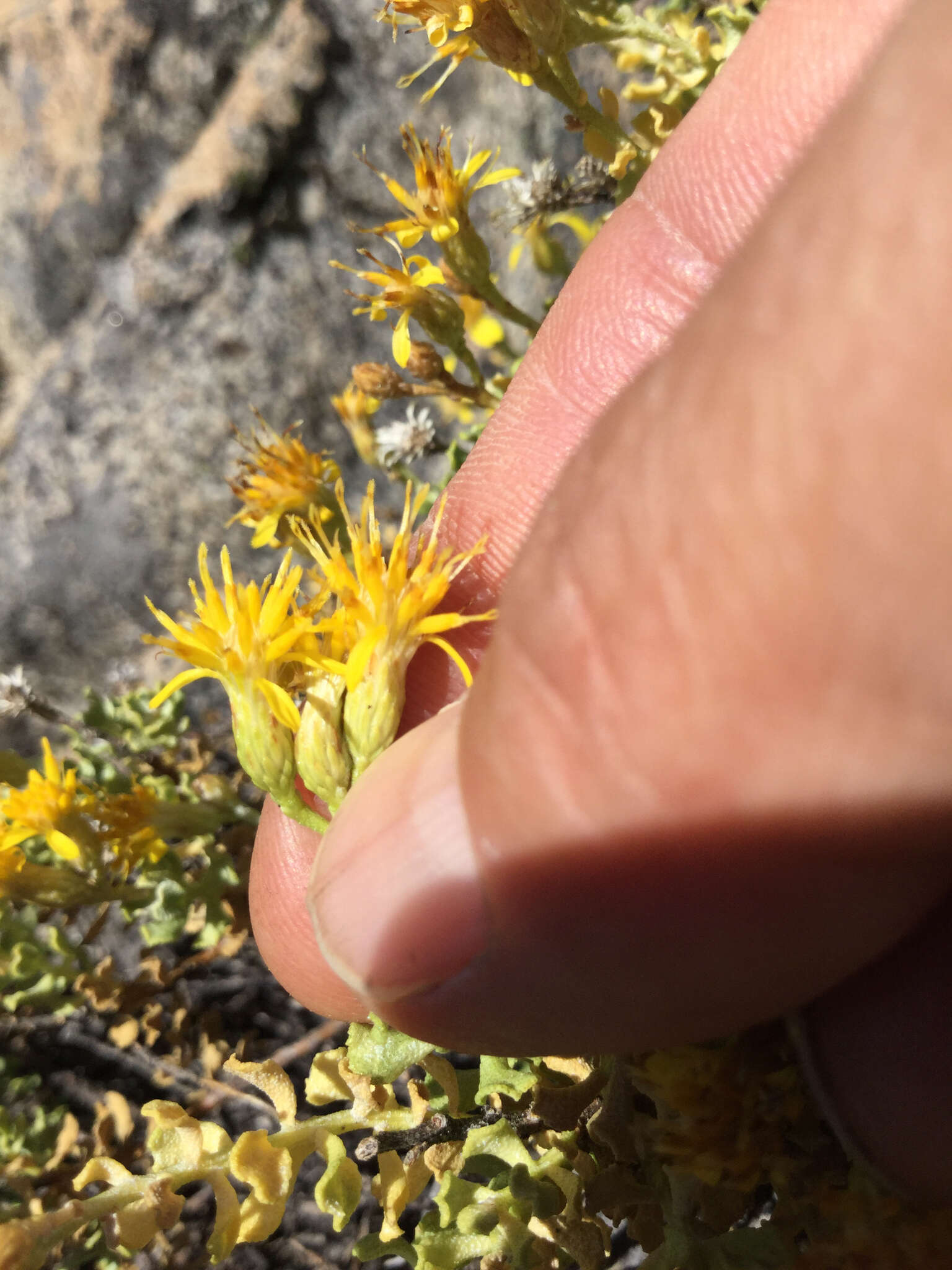 Image of cliff goldenbush