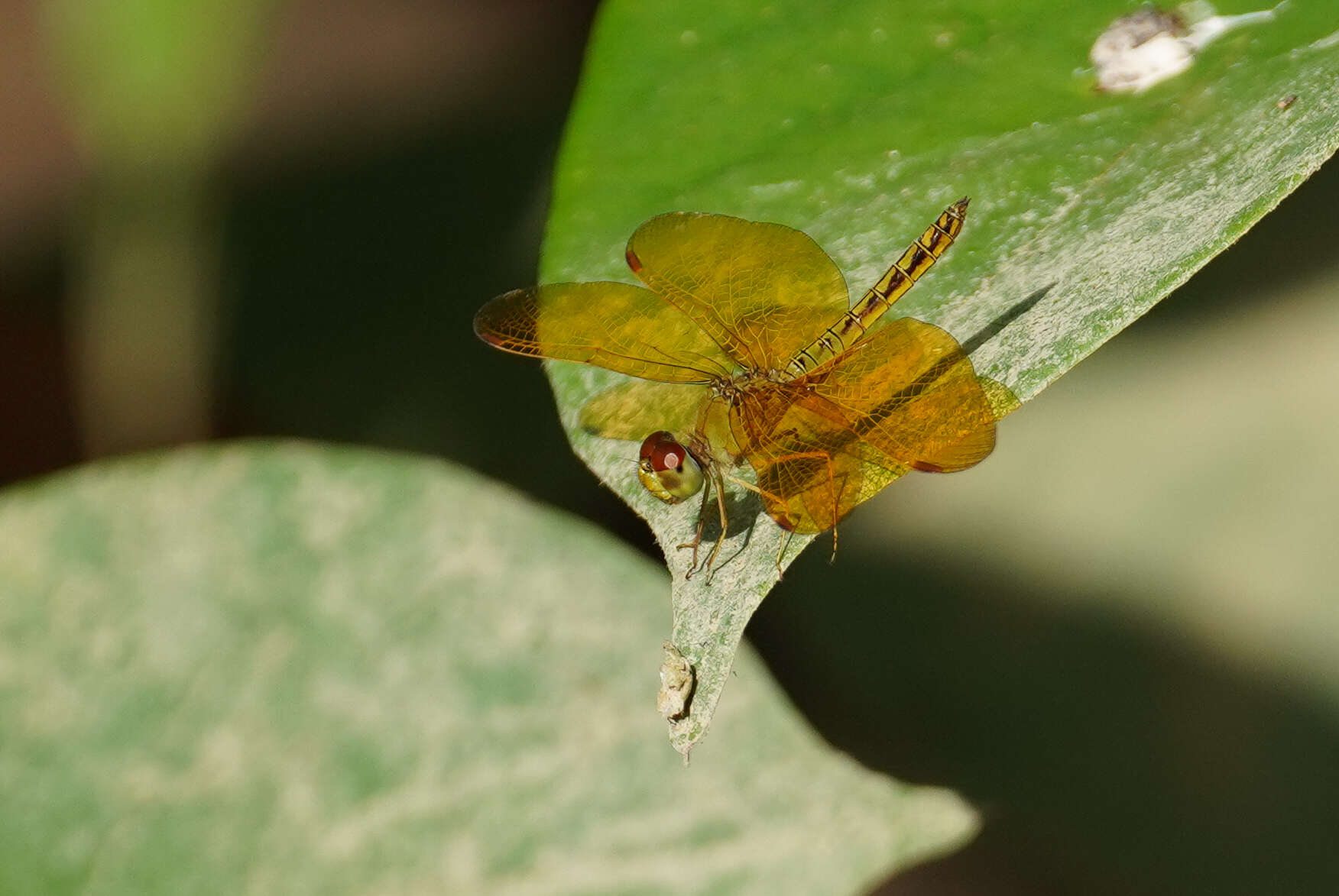 Imagem de Perithemis electra Ris 1930