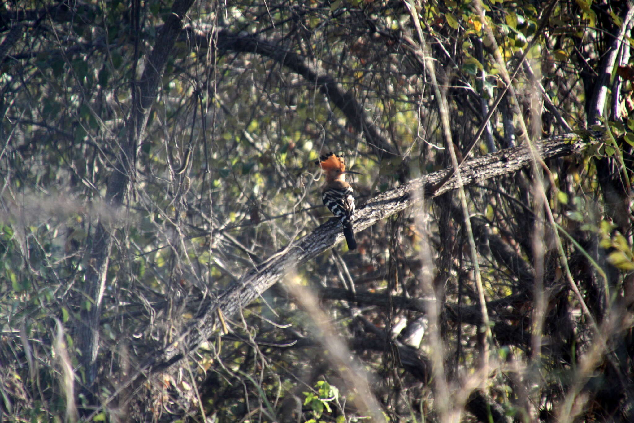 صورة Upupa marginata Cabanis & Heine 1860