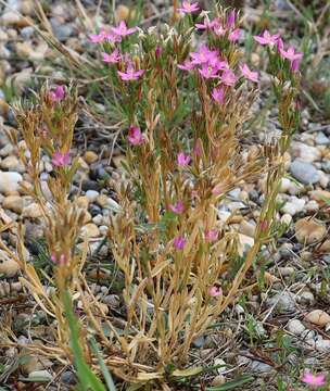 Image of Centaurium littorale subsp. compressum (Hayne) J. Kirschner