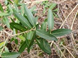 Image de Phillyrea latifolia L.