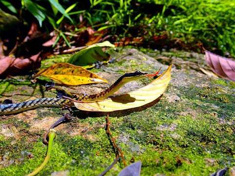 Imagem de Dendrelaphis striatus (Cohn 1905)