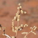 Image of mallee saltbush