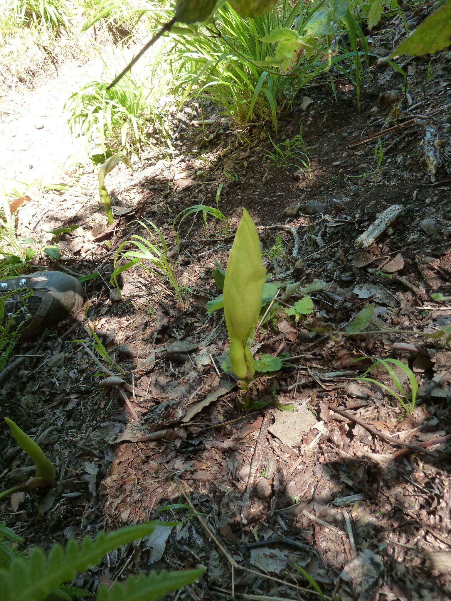 Image of Arum italicum subsp. canariense (Webb & Berthel.) P. C. Boyce