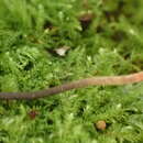 Image of Ophiocordyceps nutans (Pat.) G. H. Sung, J. M. Sung, Hywel-Jones & Spatafora 2007