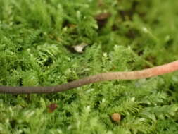 Plancia ëd Ophiocordyceps nutans (Pat.) G. H. Sung, J. M. Sung, Hywel-Jones & Spatafora 2007