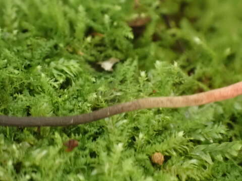 Image of Ophiocordyceps nutans (Pat.) G. H. Sung, J. M. Sung, Hywel-Jones & Spatafora 2007