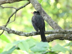 Image of White-chinned Thrush