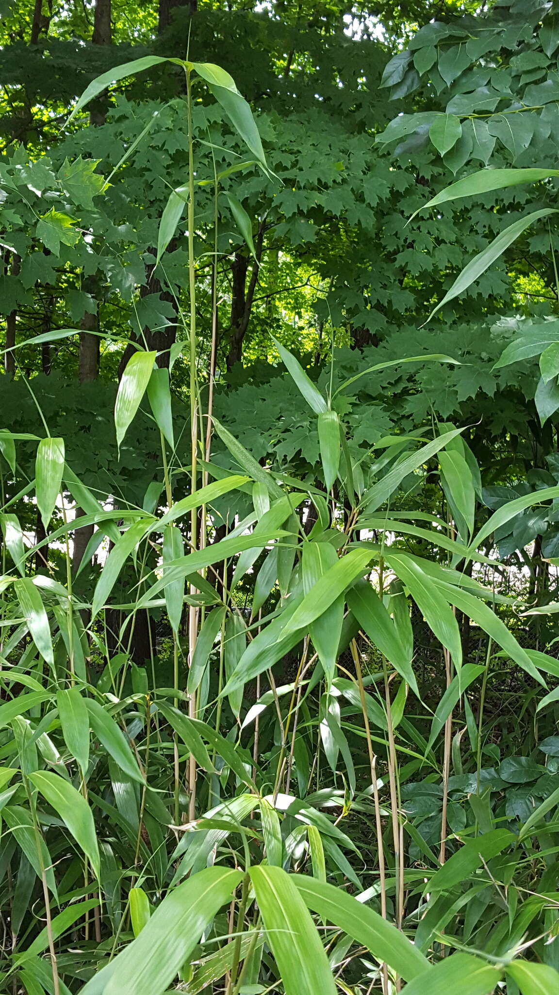 Image of arrow bamboo