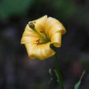 Image of Lilium rhodopeum Delip.