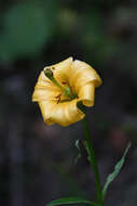Image of Lilium rhodopeum Delip.