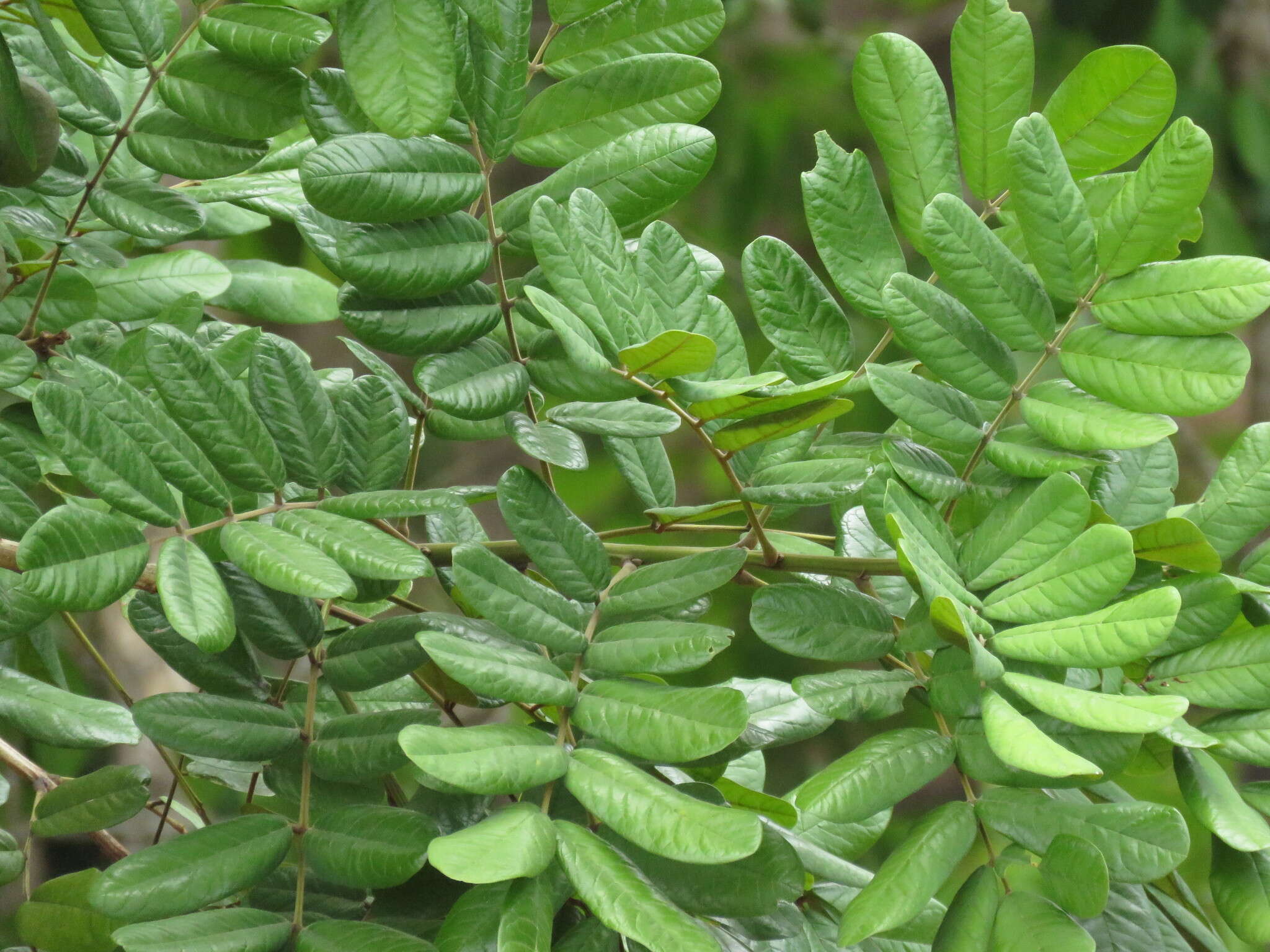 Image of Andira galeottiana Standl.