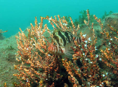 Image of Blotched Hawkfish