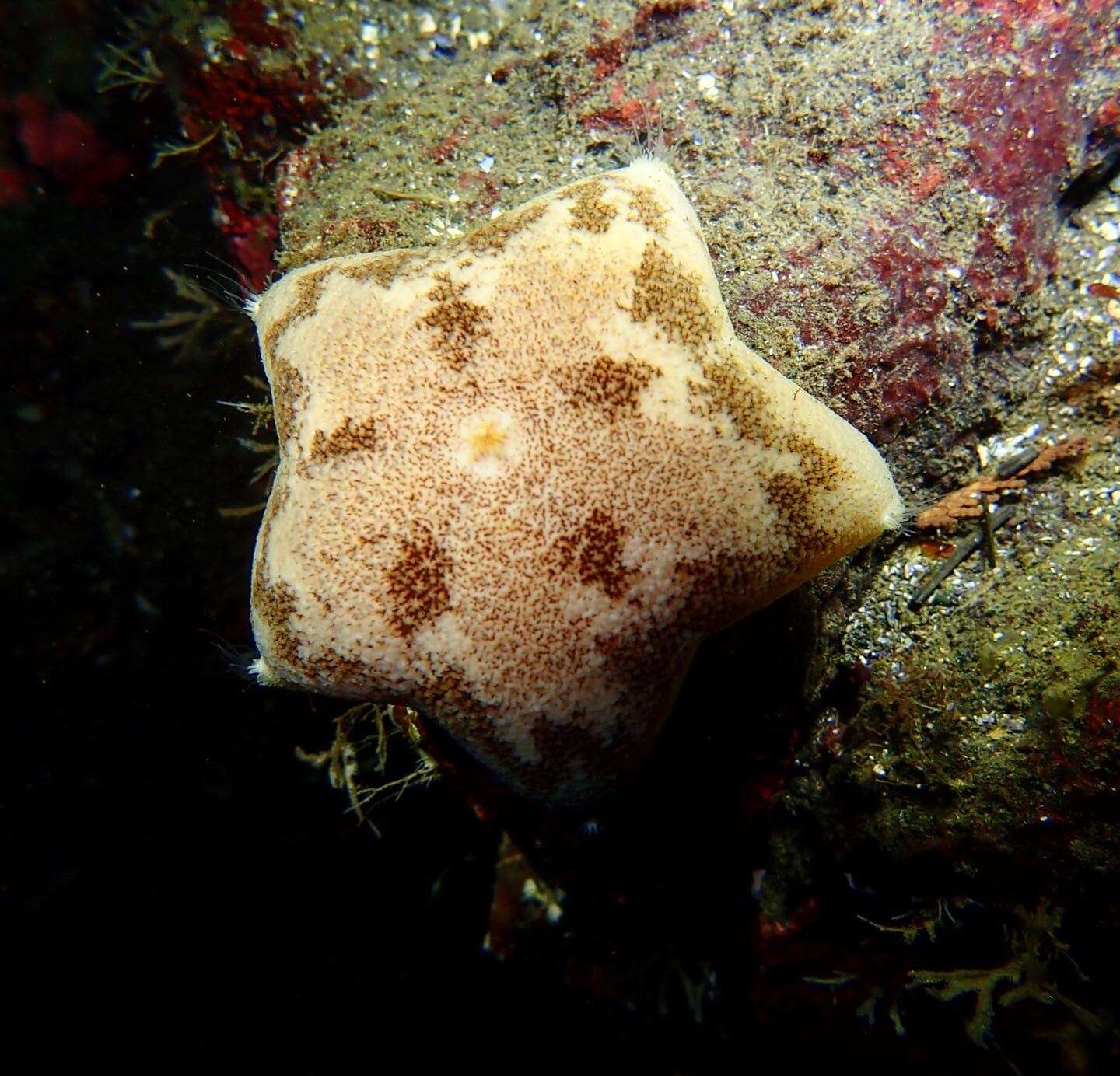 Image of Tesselated slime star