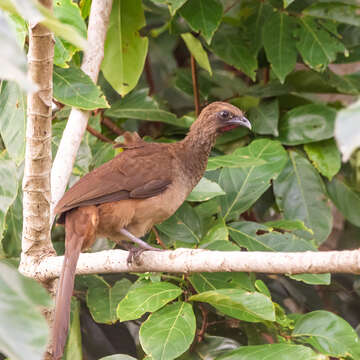 Image of Buff-browed Chachalaca