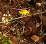 Image of Vicoa indica (L.) DC.