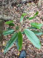 Image of Daphniphyllum pentandrum Hayata