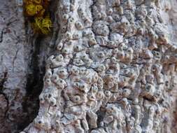Image of Sommerfelt's pore lichen