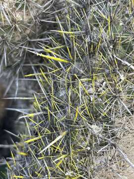 Image of Mammillaria halei Brandegee