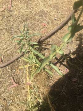 Image of beardtongue