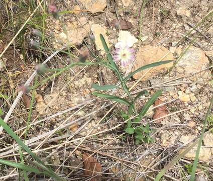 Image of Huachuca hawkweed