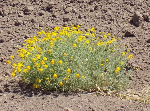 Image of bitter rubberweed