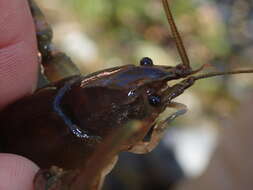 Image of Big Water Crayfish