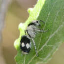 Image of Reedomutilla Mickel 1964