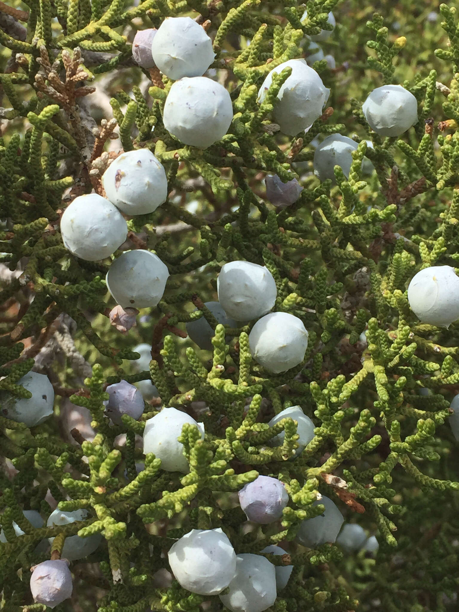 Imagem de Juniperus californica Carrière