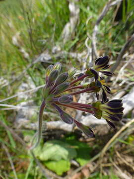 Image of Pelargonium lobatum (Burm. fil.) L'Her.