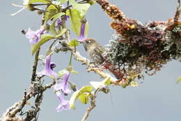 Image of Rufous-capped Thornbill