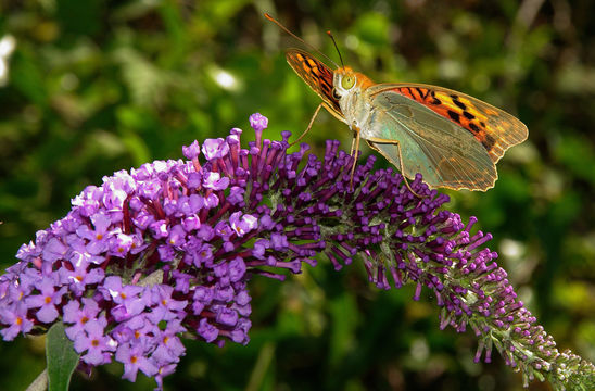 Image of Butterfly bush