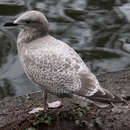 Image of Larus glaucoides thayeri Brooks & WS 1915