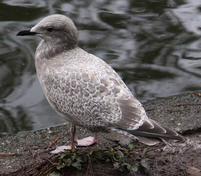 Image of Larus glaucoides thayeri Brooks & WS 1915