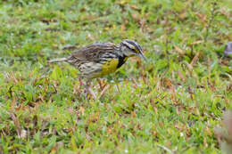 Sturnella magna (Linnaeus 1758) resmi